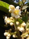 SAURAUIA